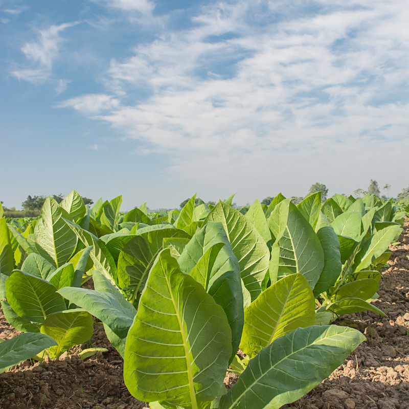 Tobacco seeds Kumanovo - 50