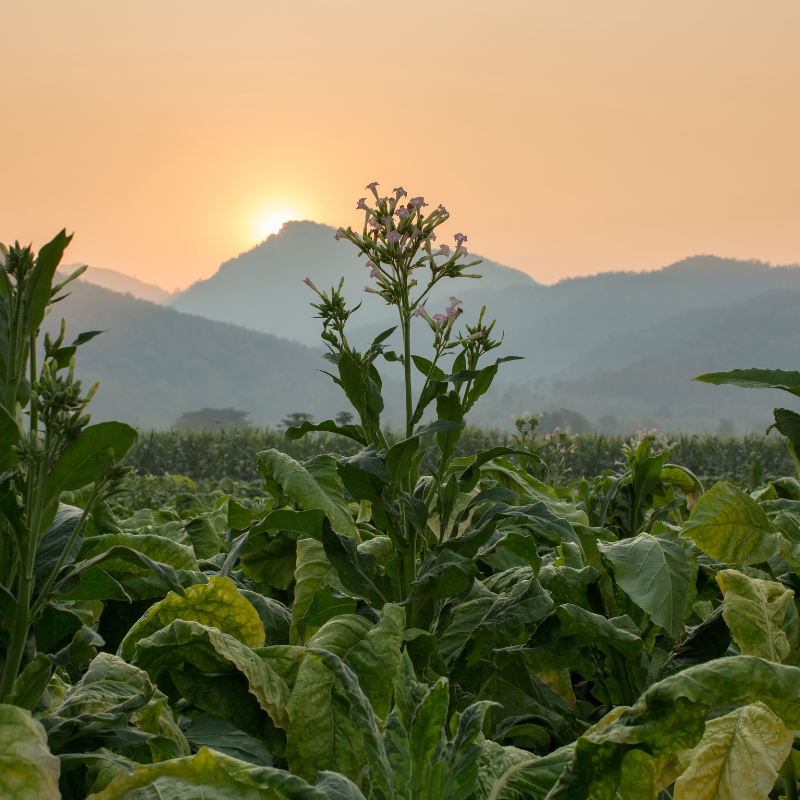 Tobacco seeds Kumanovo - 50