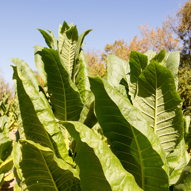 Tobacco seeds Kumanovo - 50