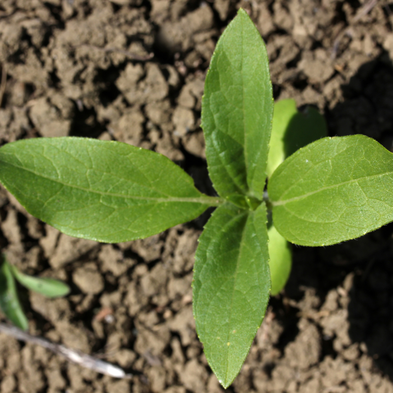 Tobacco seeds Kumanovo - 50