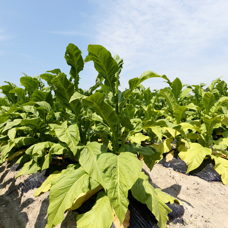 Tobacco seeds Kumanovo - 100