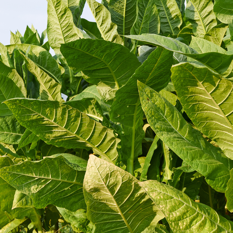Tobacco seeds Kumanovo - 50