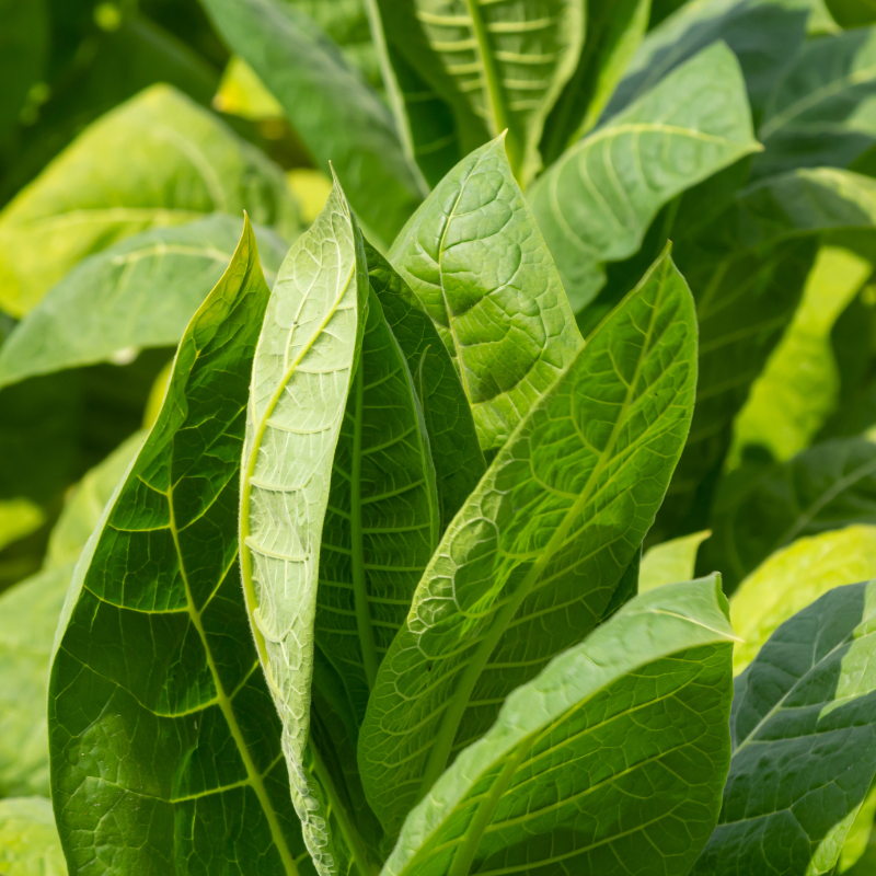 Tobacco seeds Kumanovo - 50
