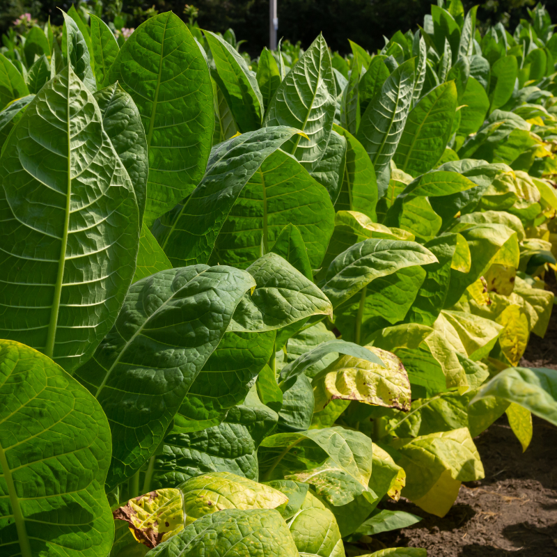Tobacco seeds Kumanovo - 50