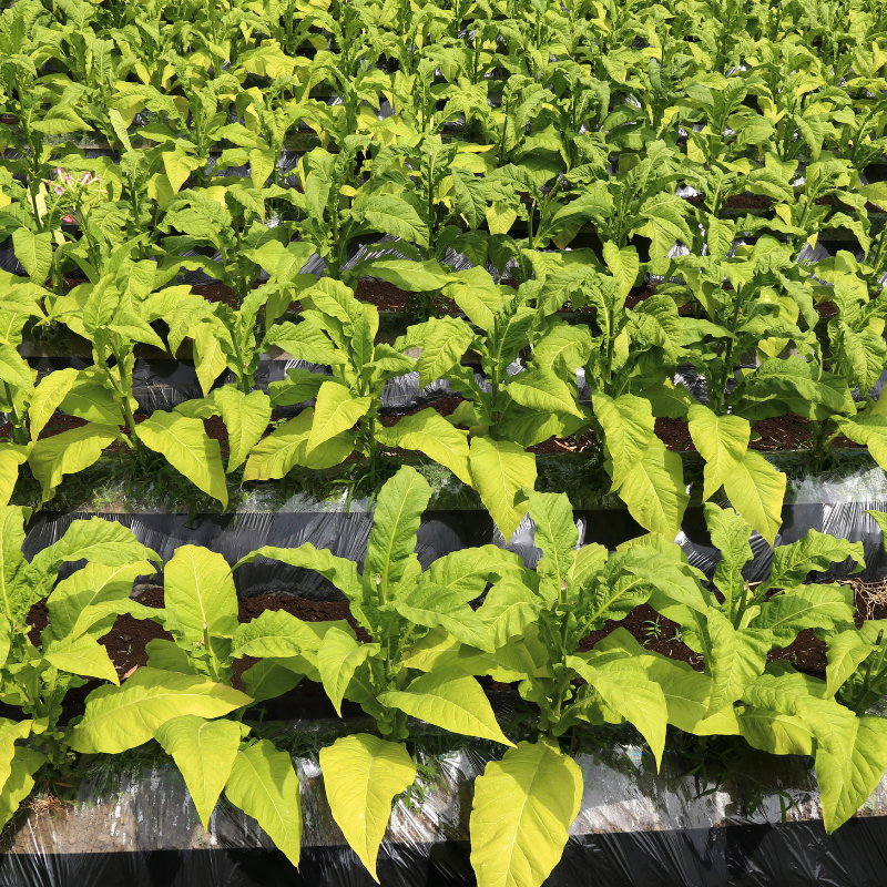 Tobacco seeds Havana K2-24 - 50
