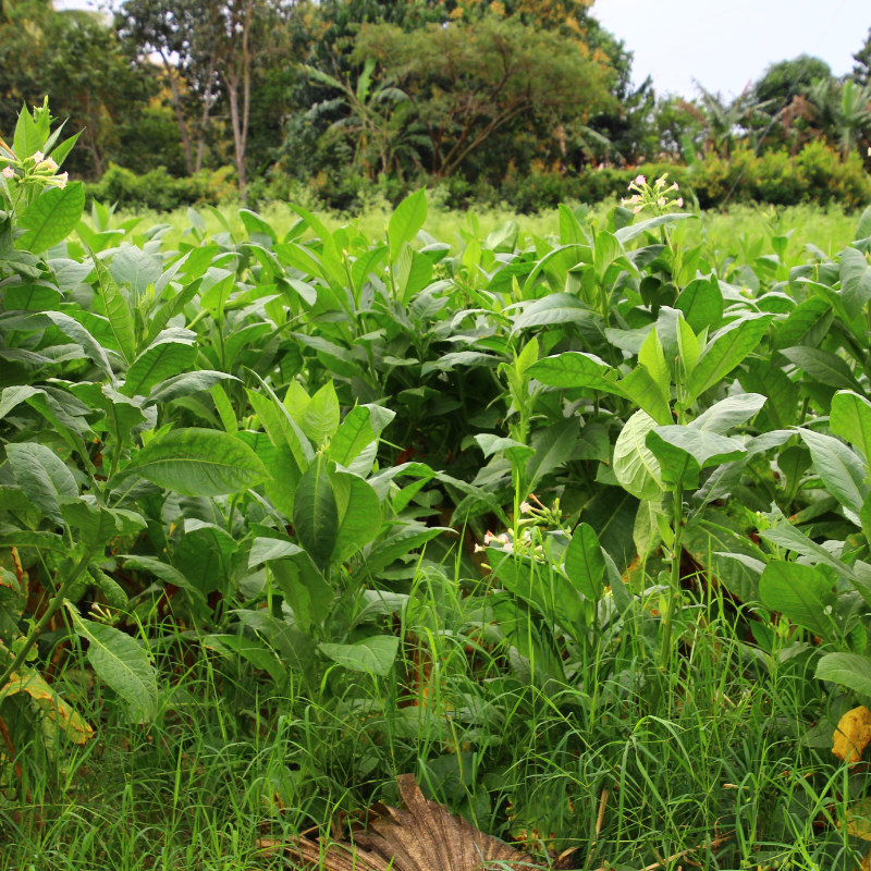 Tobacco seeds Havana K2-24 - 50