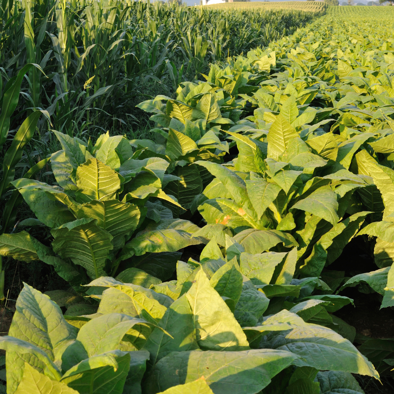 Tobacco seeds Havana K2-24 - 50