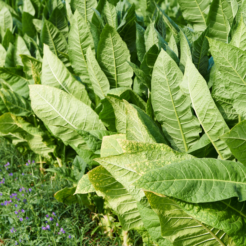 Tobacco seeds Havana K2-24 - 50