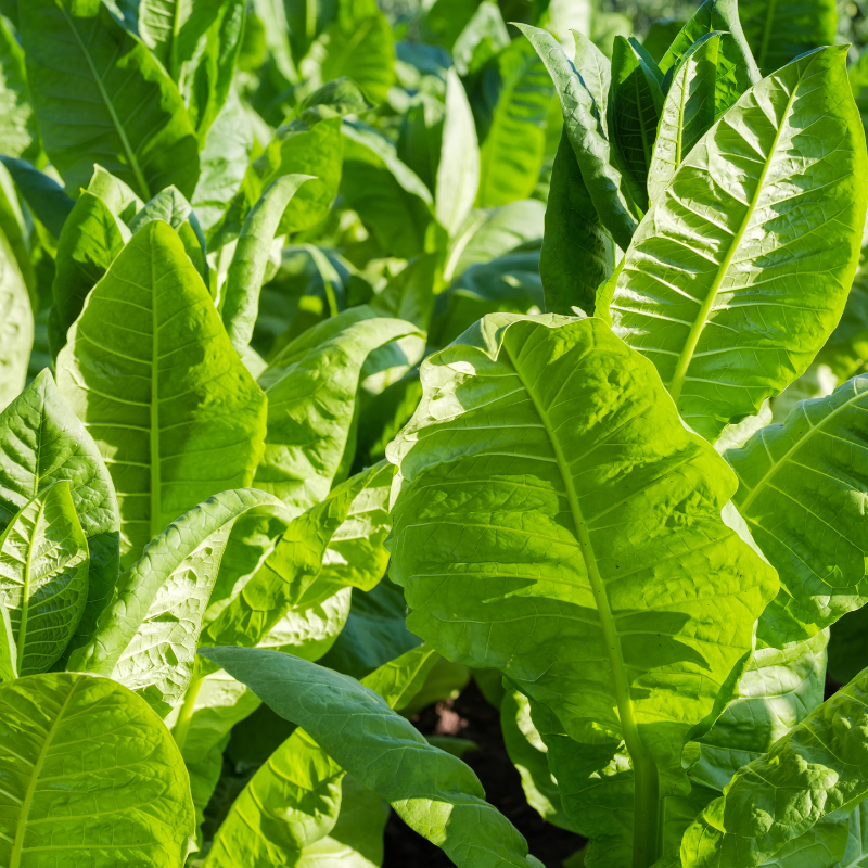 Tobacco seeds Havana K2-24 - 50