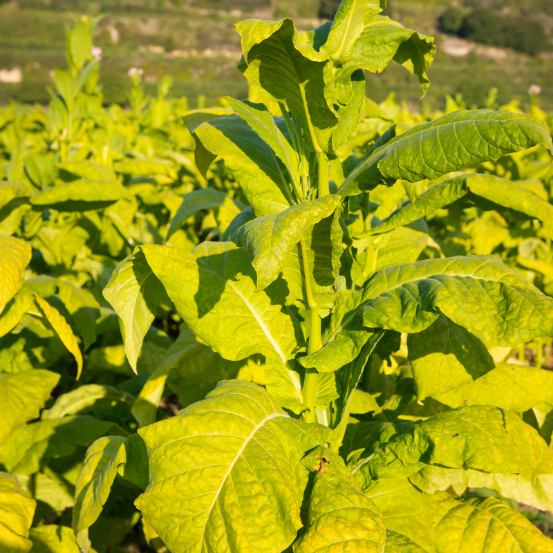 Tobacco seeds Havana K2-24 - 50