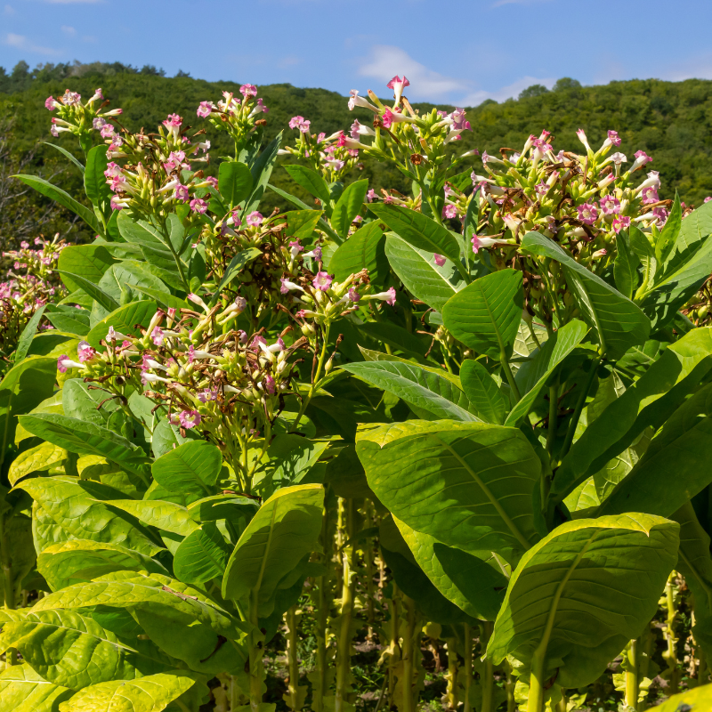 Tobacco seeds Havana K2-24 - 50