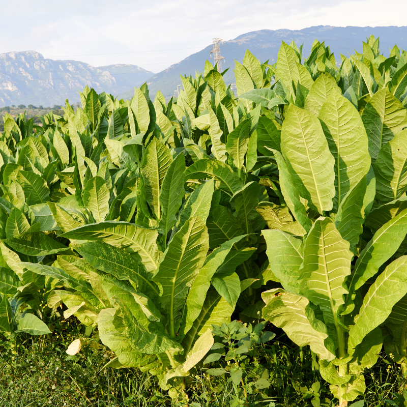 Tobacco seeds Havana K2-24 - 100