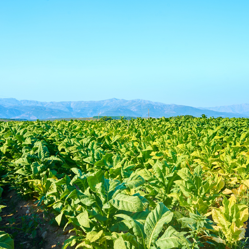 Tobacco seeds Virginia Gold Holland - 100
