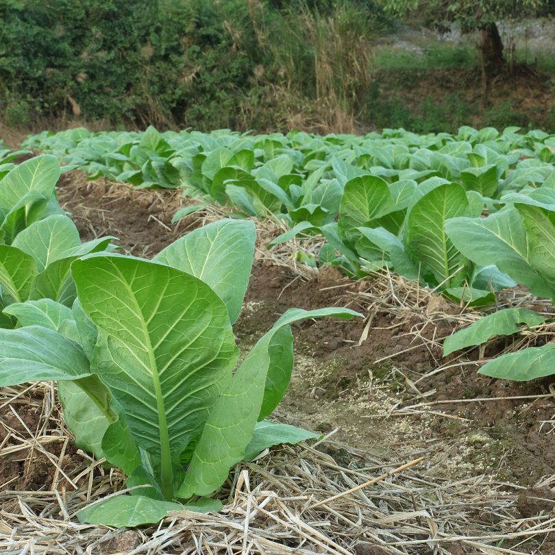 Tobacco seeds Virginia Gold Holland - 300