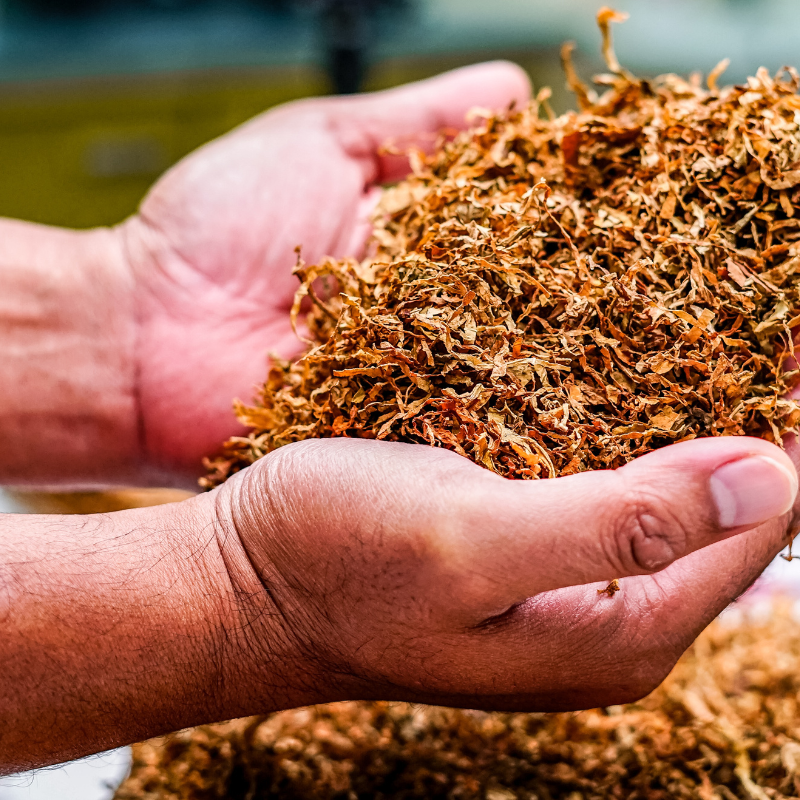 Tobacco seeds Dubek New - 50