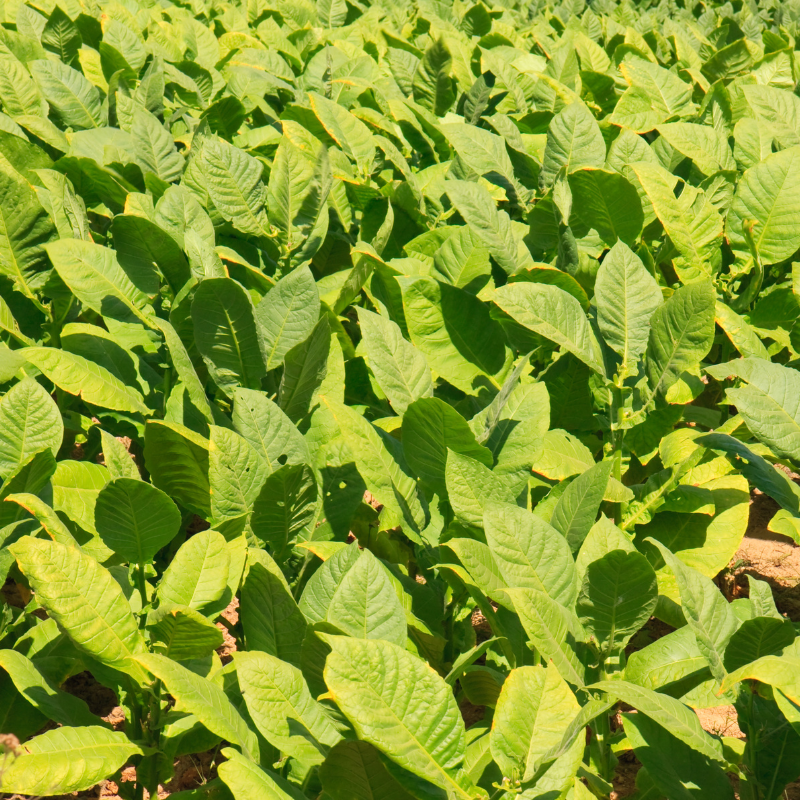 Tobacco seeds Dubek New - 50