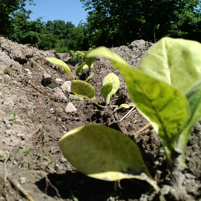 Tobacco seeds Virginia Gold Spain - 100