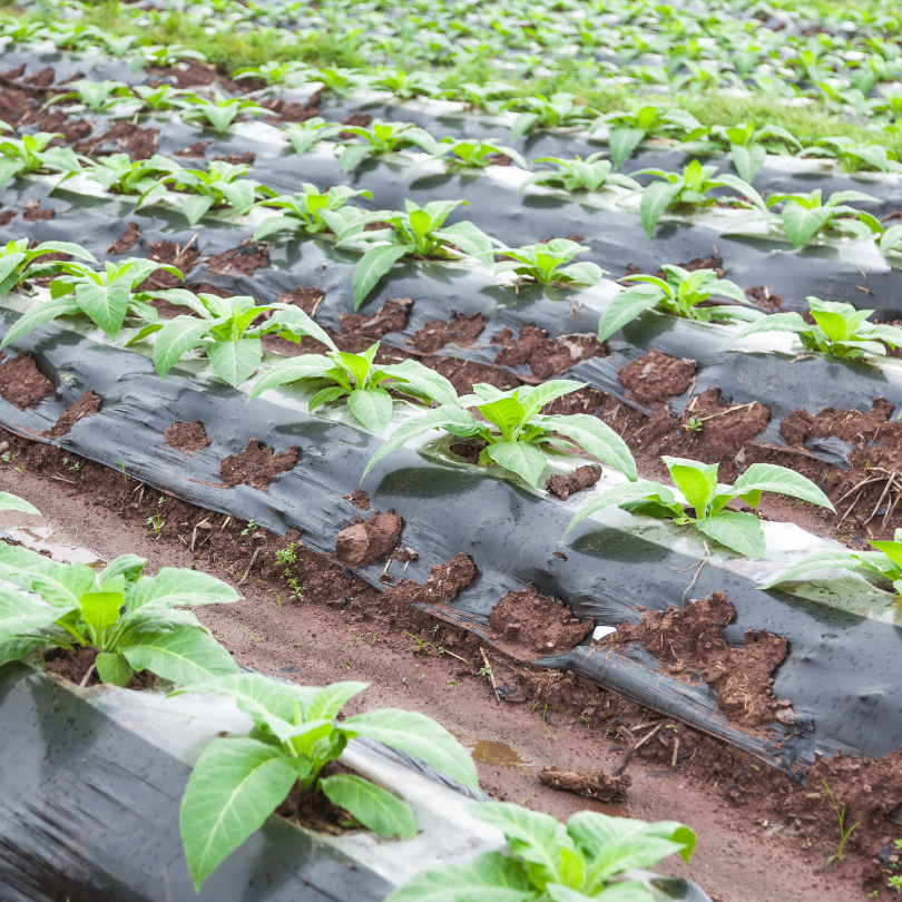 Tobacco seeds Virginia Gold Spain - 100