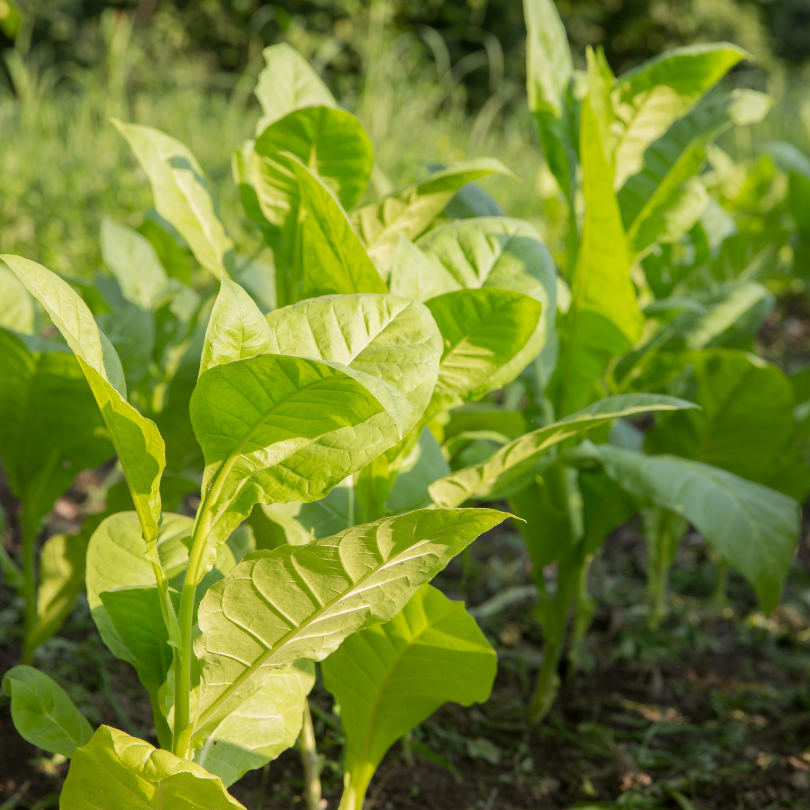 Tobacco seeds Virginia Gold Spain - 100