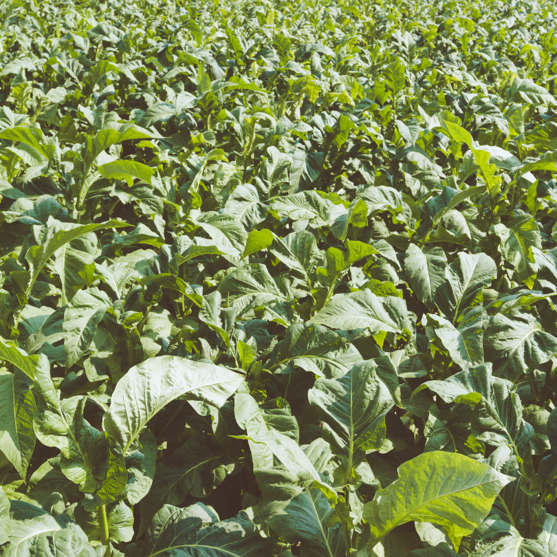 Tobacco seeds Virginia Gold Spain - 100