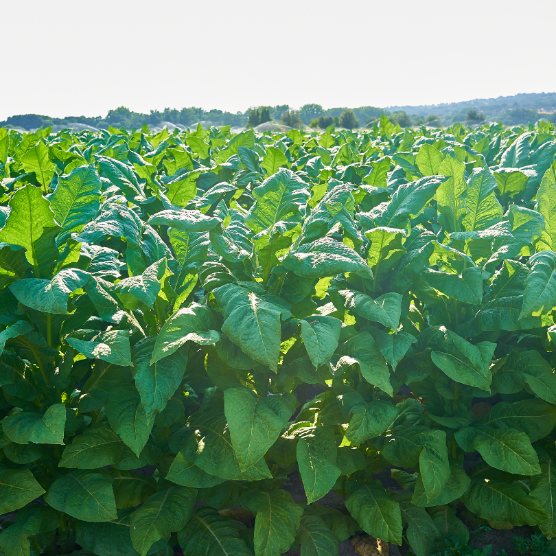 Tobacco seeds Virginia Gold Spain - 100