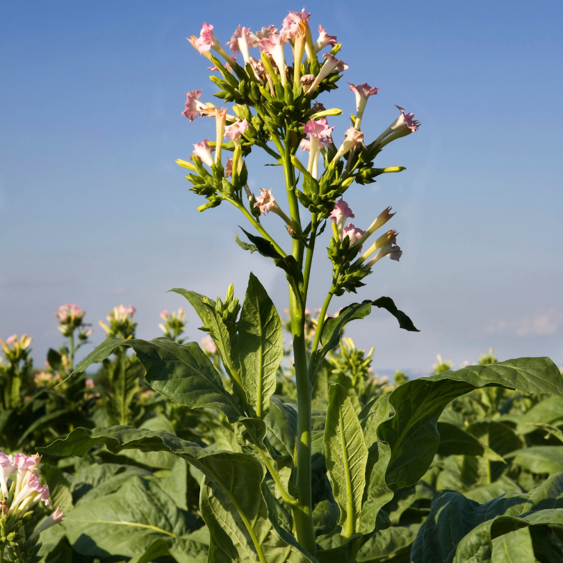 Tobacco seeds Virginia Gold Spain - 100