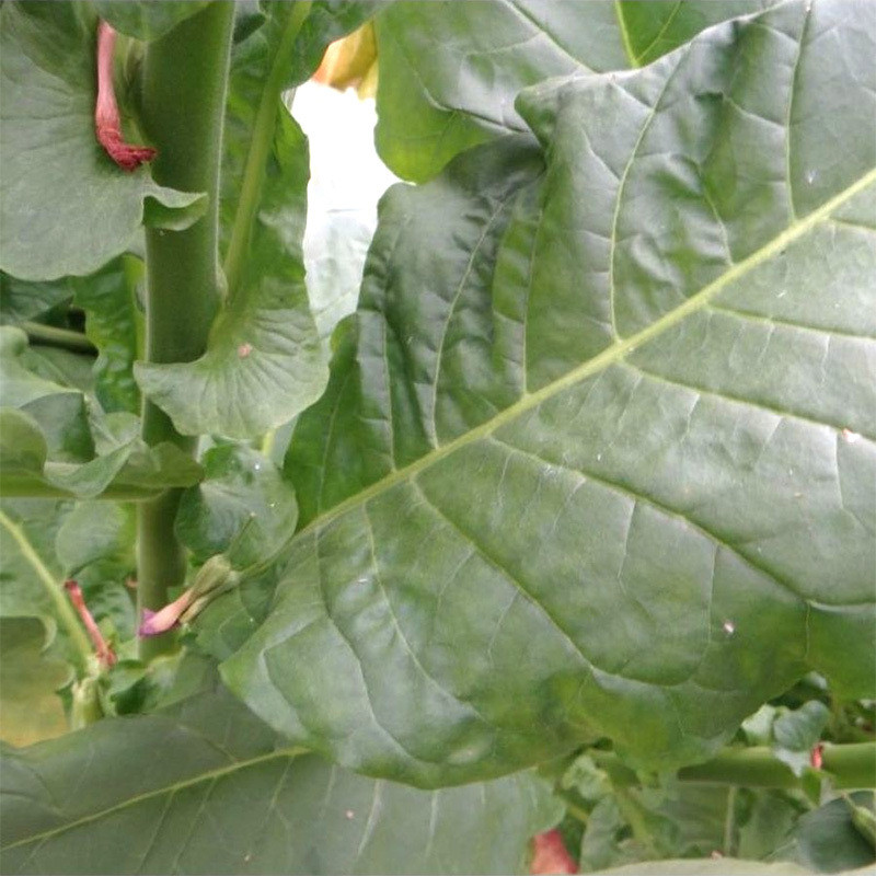Tobacco seeds Madole dark - 100