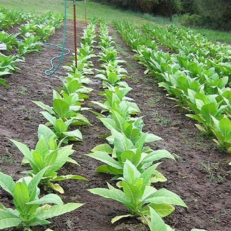 Tobacco seeds Madole dark - 100