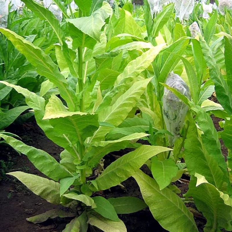 Tobacco seeds Madole dark - 100