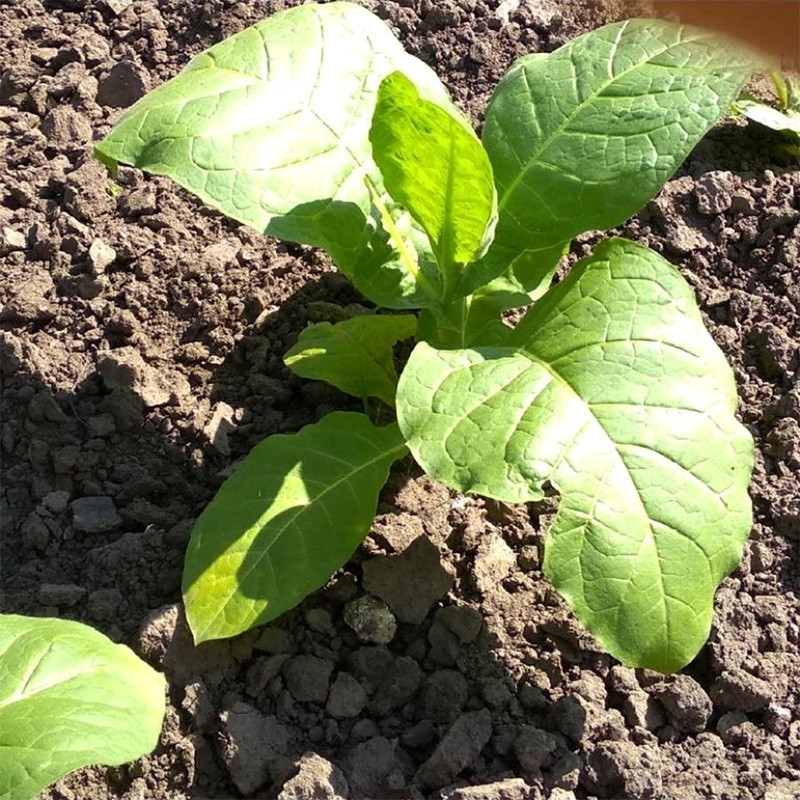 Tobacco seeds Madole dark - 100