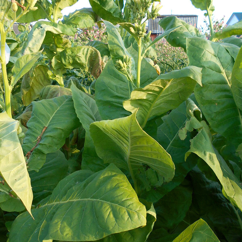 Tobacco seeds Madole dark - 100