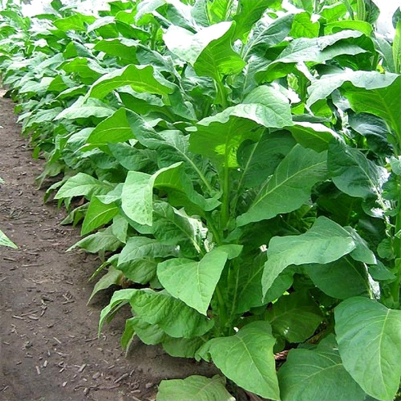 Tobacco seeds Madole dark - 100
