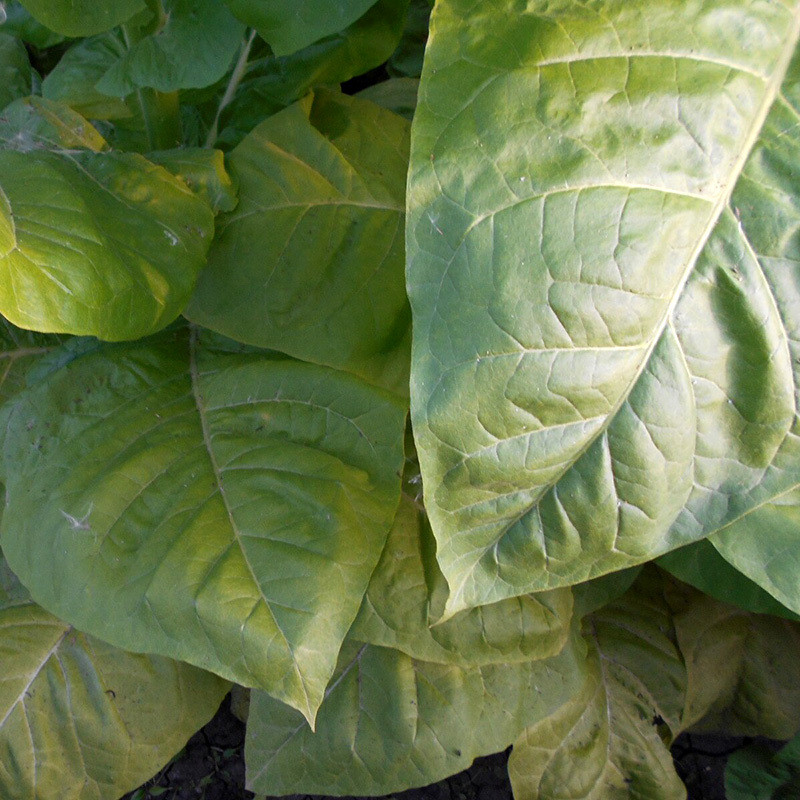 Tobacco seeds Madole dark - 100