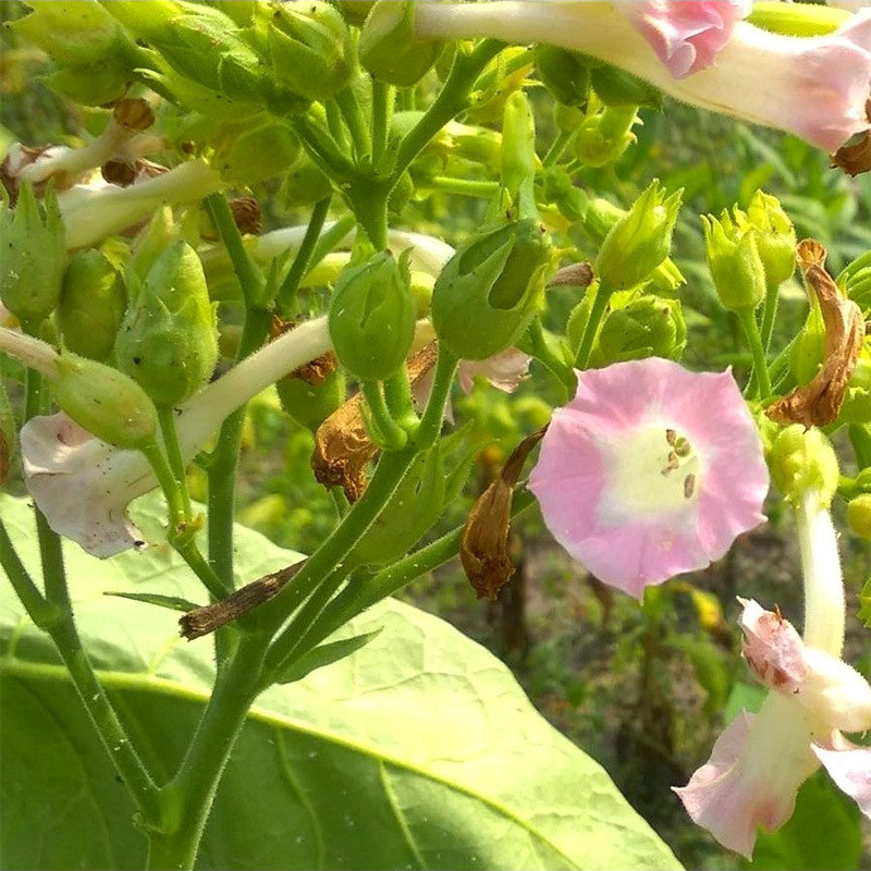 Tobacco seeds Madole dark - 100