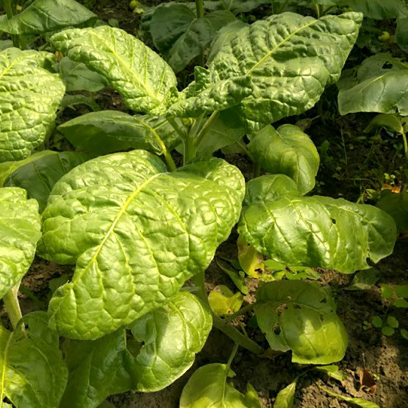 Tobacco seeds Jaffna Germany - 50