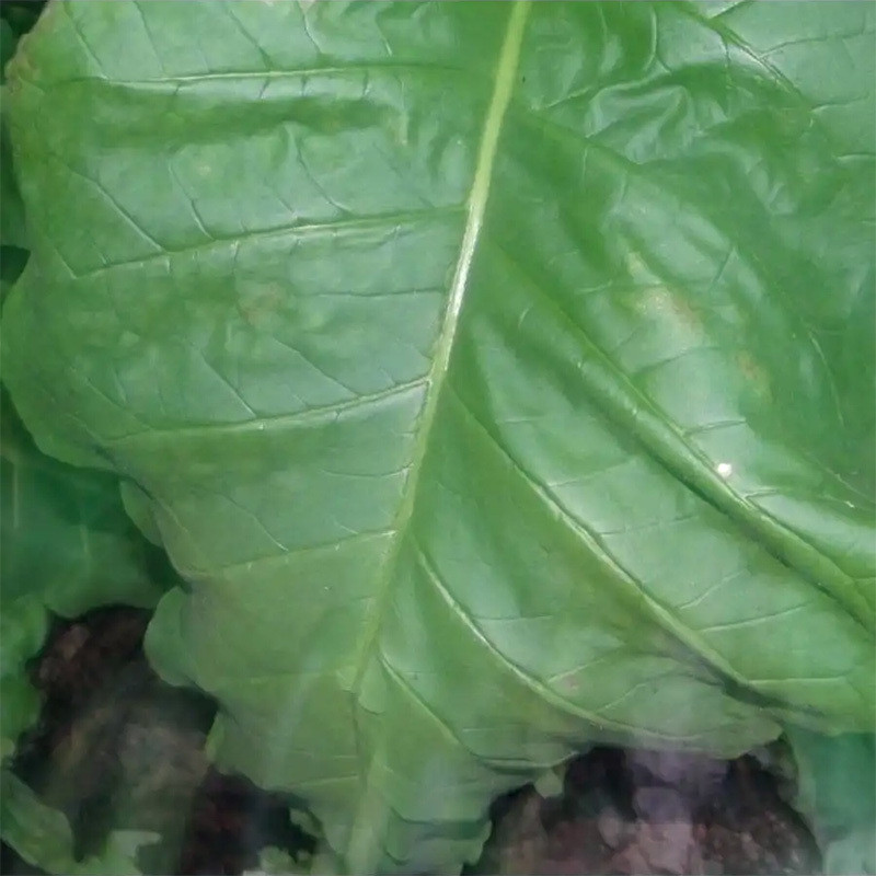 Tobacco seeds Jaffna Germany - 300