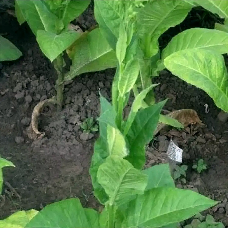 Tobacco seeds Jaffna Germany - 300