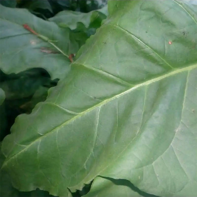 Tobacco seeds Jaffna Germany - 300