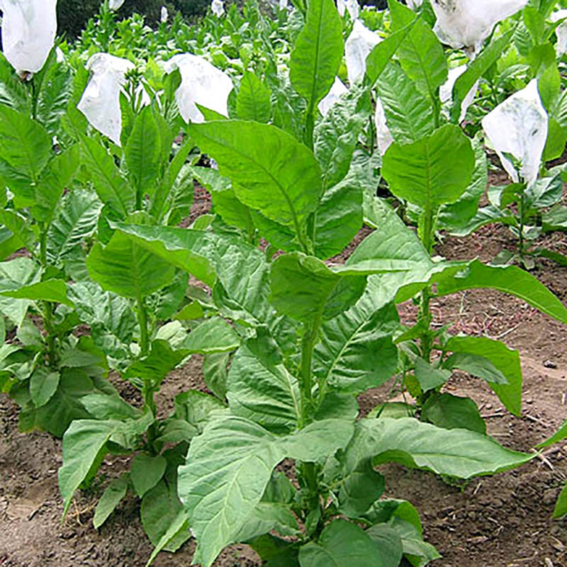 Tobacco seeds Jaffna Germany - 300