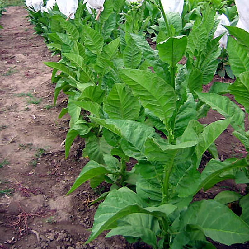 Tobacco seeds Jaffna Germany - 300