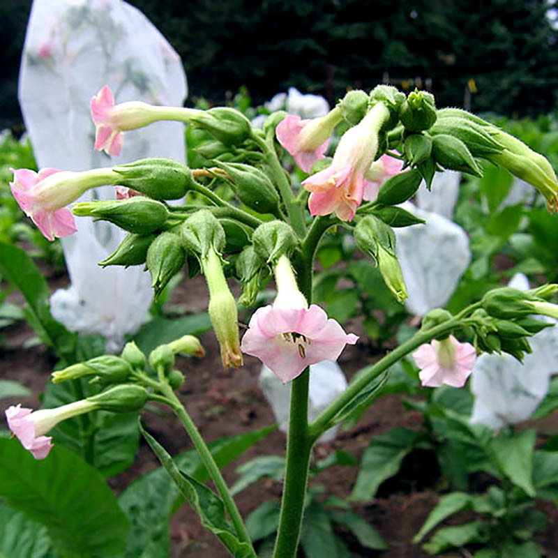 Tobacco seeds Jaffna Germany - 300