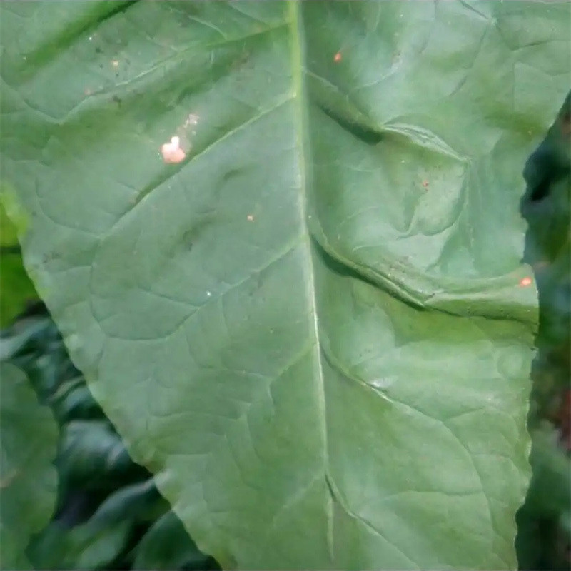Tobacco seeds Jaffna Germany - 300