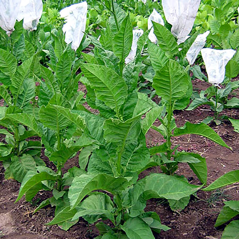 Tobacco seeds Jaffna Germany - 300