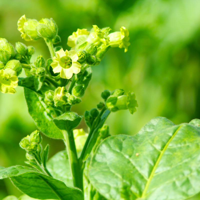 Tobacco seeds Bosikappal - 100