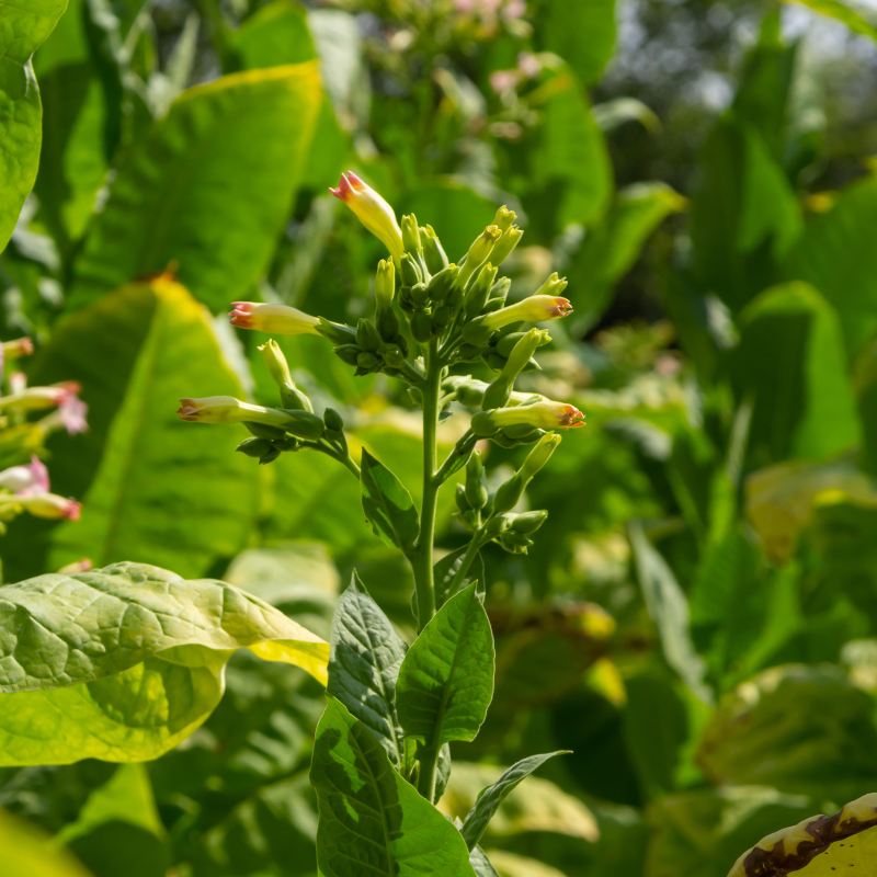 Tobacco seeds Bosikappal - 100
