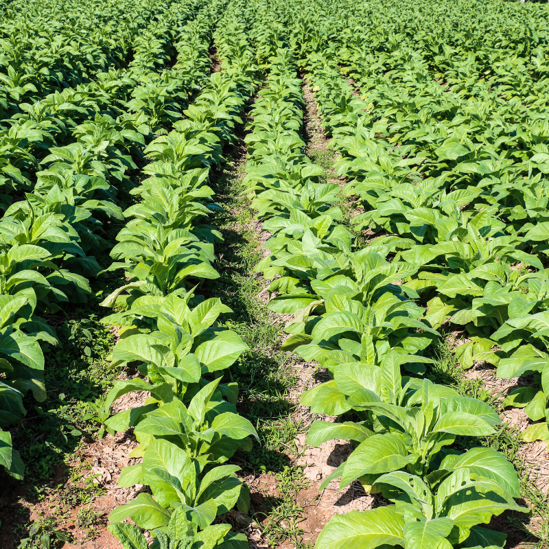 Tobacco seeds Bosikappal - 100