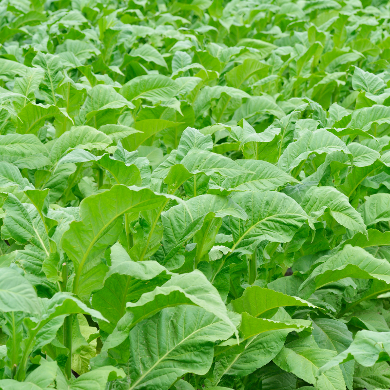 Tobacco seeds Bosikappal - 100