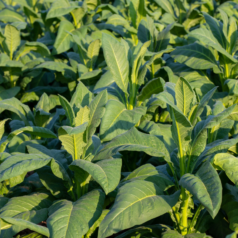 Tobacco seeds Bosikappal - 100