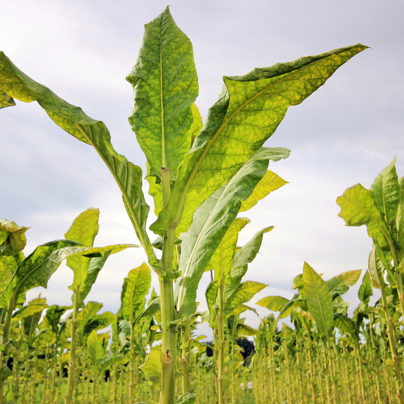 Tobacco seeds Bosikappal - 100