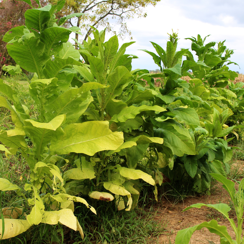 Tobacco seeds Bosikappal - 100